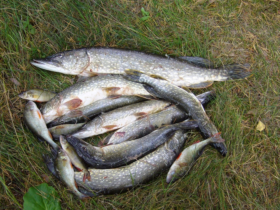 Tolfsnäs Hufvudstadsbladetin ja Helsingin Sanomien Välinen-Perinteinen Kalastuskilpailu Syyskuu 2006