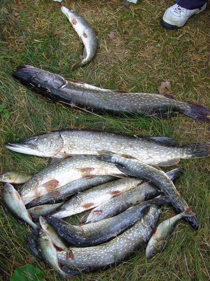 Tolfsnäs Hufvudstadsbladetin ja Helsingin Sanomien Välinen-Perinteinen Kalastuskilpailu Syyskuu 2006