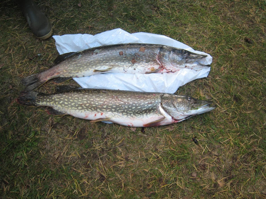 Tolfsnäs Hufvudstadsbladetin ja Helsingin Sanomien Välinen-Perinteinen Kalastuskilpailu Syyskuu 2011