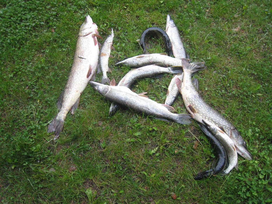 Tolfsnäs Hufvudstadsbladetin ja Helsingin Sanomien Välinen-Perinteinen Kalastuskilpailu Syyskuu 2011