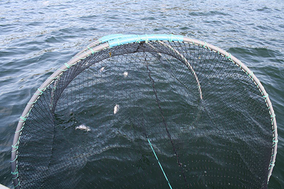 Tolfsnäs Koekalastus Hylkeenkestävällä rysällä 2014 Börje Holmberg