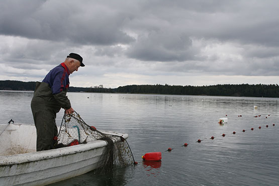 Tolfsnäs Koekalastus Hylkeenkestävällä rysällä 2014 Börje Holmberg