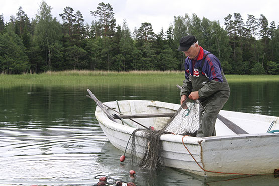 Tolfsnäs Koekalastus Hylkeenkestävällä rysällä 2014 Börje Holmberg