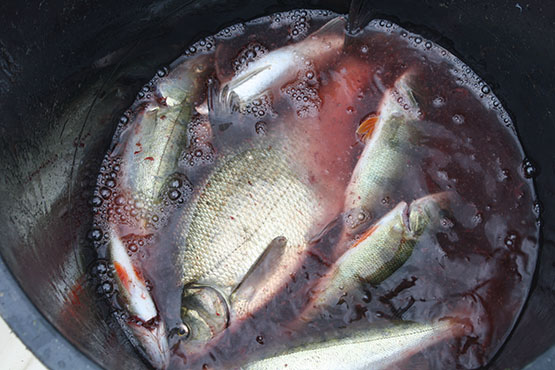 Tolfsnäs Koekalastus Hylkeenkestävällä rysällä 2014 Börje Holmberg