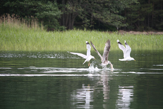 Tolfsnäs Koekalastus Hylkeenkestävällä rysällä 2014 Börje Holmberg