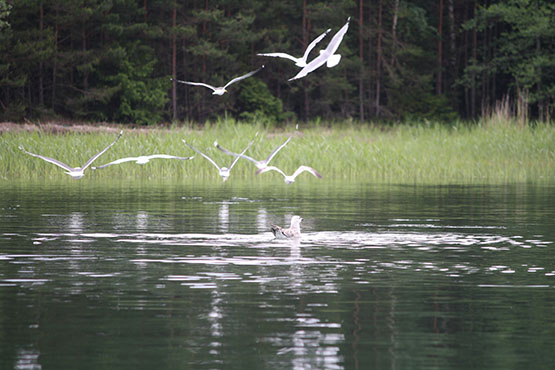 Tolfsnäs Koekalastus Hylkeenkestävällä rysällä 2014 Börje Holmberg