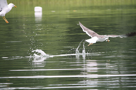 Tolfsnäs Koekalastus Hylkeenkestävällä rysällä 2014 Börje Holmberg