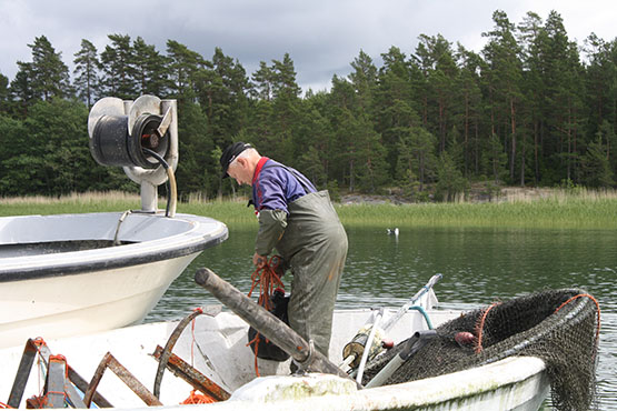 Tolfsnäs Koekalastus Hylkeenkestävällä rysällä 2014 Börje Holmberg