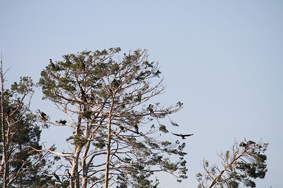 Tolfsnäs Koekalastus Hylkeenkestävällä rysällä 2014 Börje Holmberg