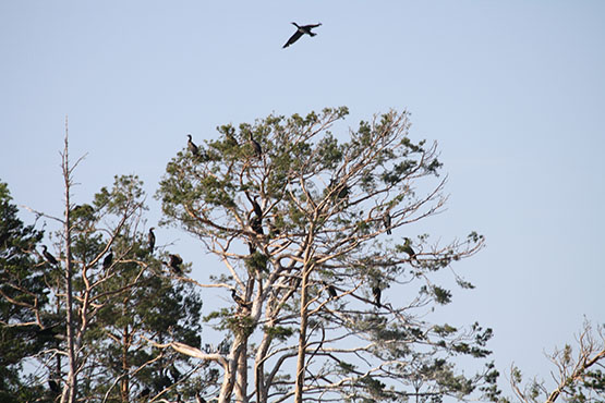 Tolfsnäs Koekalastus Hylkeenkestävällä rysällä 2014 Börje Holmberg