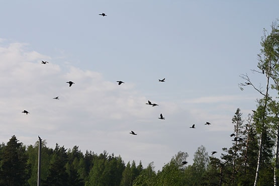 Tolfsnäs Koekalastus Hylkeenkestävällä rysällä 2014 Börje Holmberg