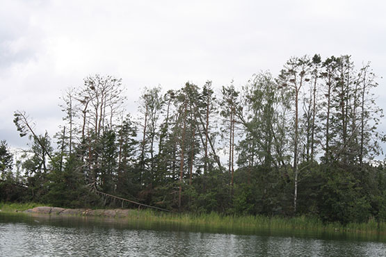 Tolfsnäs Koekalastus Hylkeenkestävällä rysällä 2014 Börje Holmberg