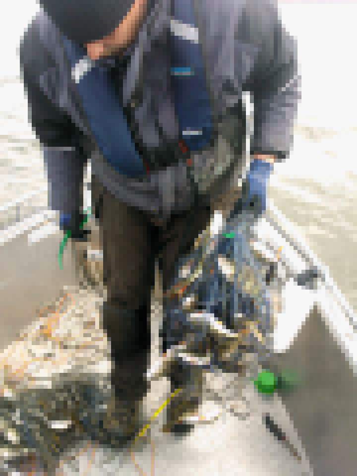 Tolfsnas Silakkakalastus 2013 Klaus Harmanen