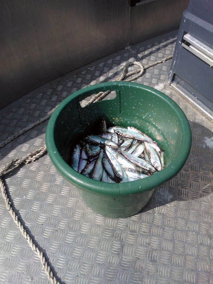 Tolfsnas Silakkakalastus 2013 Klaus Harmanen