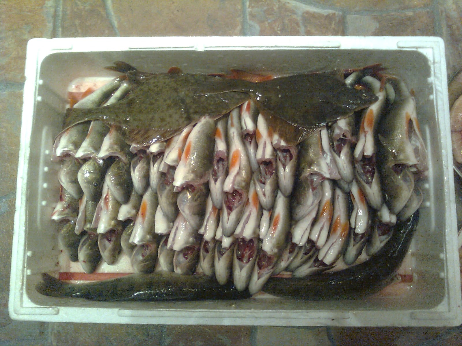 Tolfsnas Verkkokalastus 2013 Klaus Harmanen