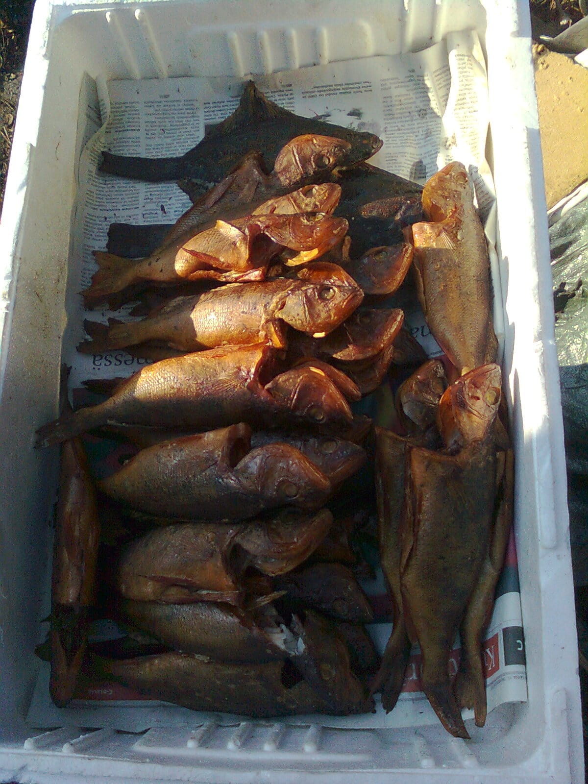 Tolfsnas Verkkokalastus 2013 Klaus Harmanen