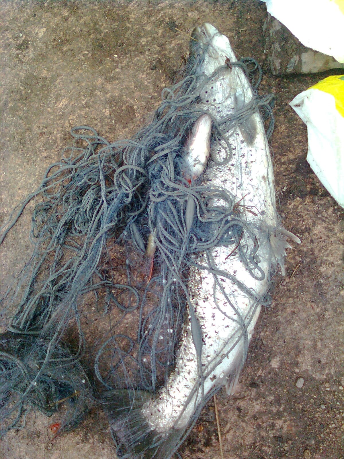 Tolfsnas Verkkokalastus 2013 Klaus Harmanen