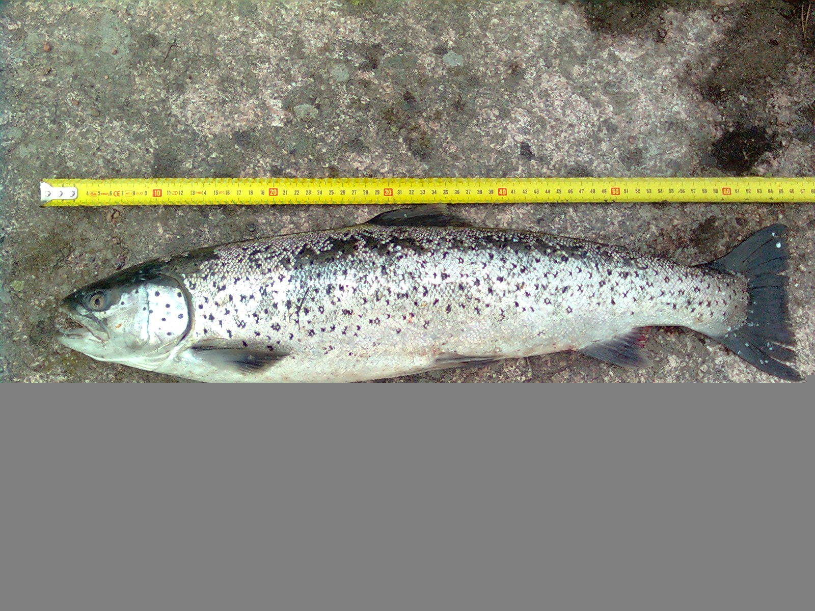 Tolfsnas Verkkokalastus 2013 Klaus Harmanen