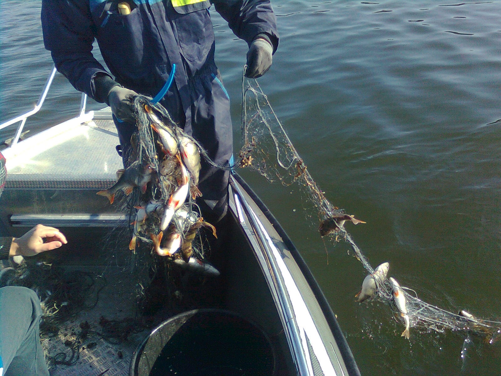 Tolfsnas Verkkokalastus 2013 Klaus Harmanen