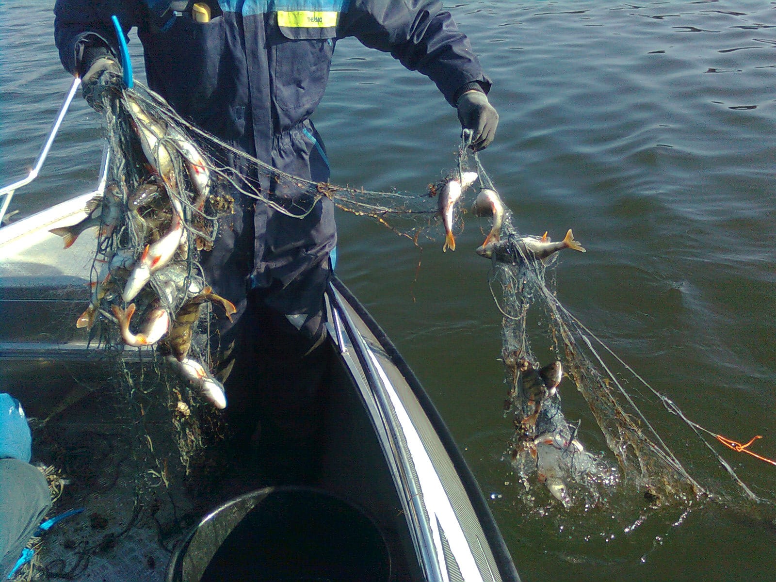 Tolfsnas Verkkokalastus 2013 Klaus Harmanen