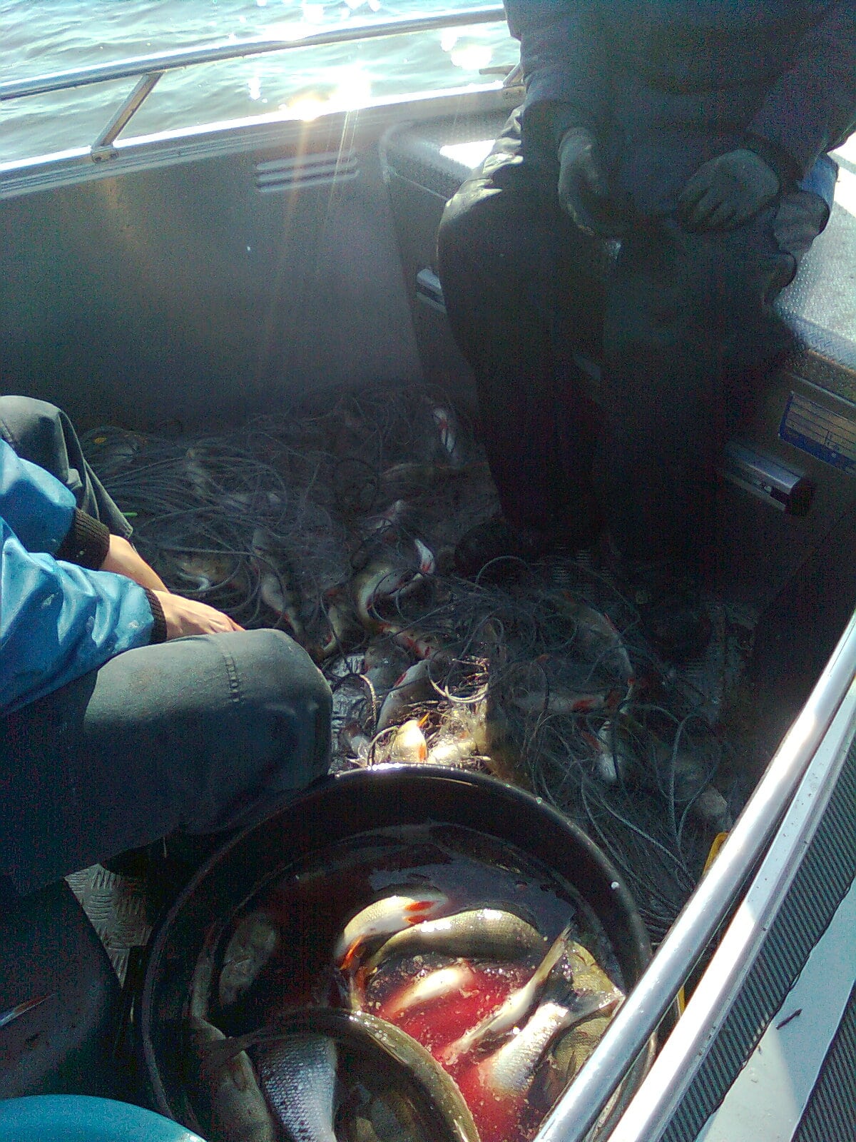 Tolfsnas Verkkokalastus 2013 Klaus Harmanen