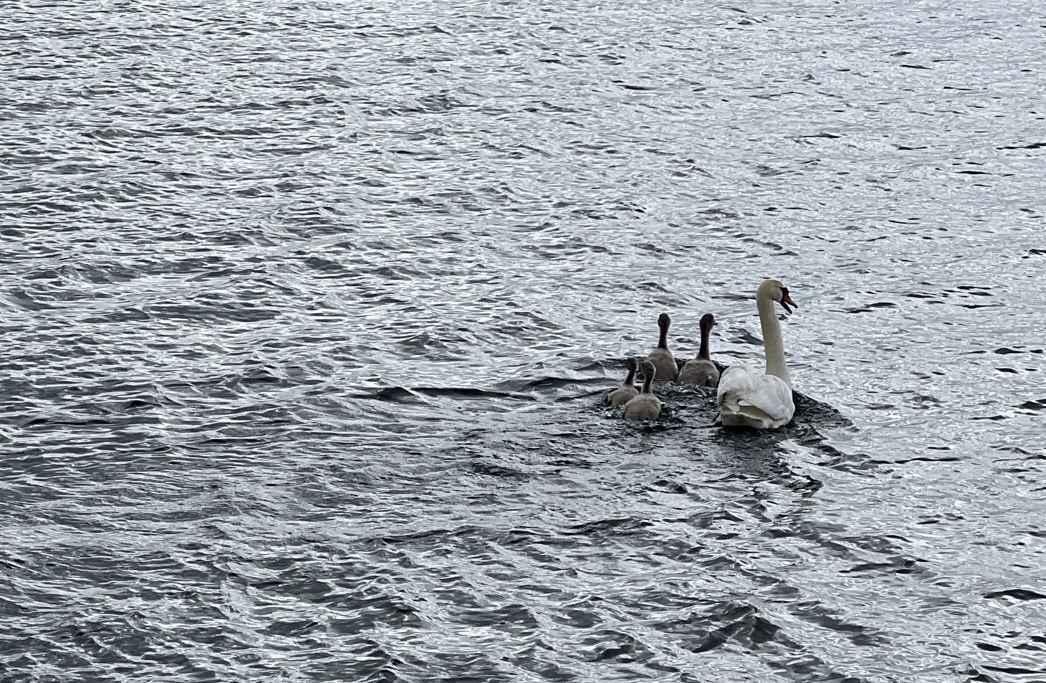 Tolfsnäs Peimari joutsenet
